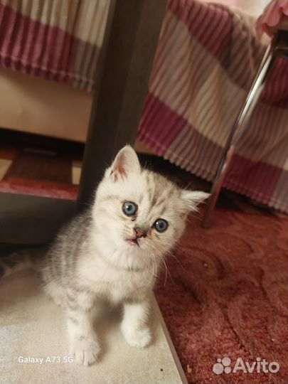 Британская шиншилла