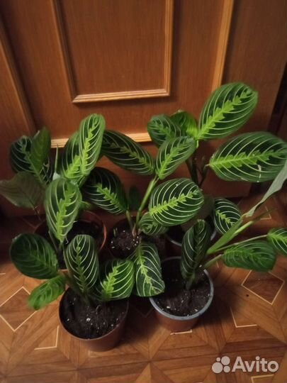 Маранта лимон