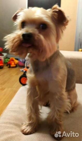 Передержка животных, выгул собак