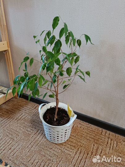 Фикус бенджамина