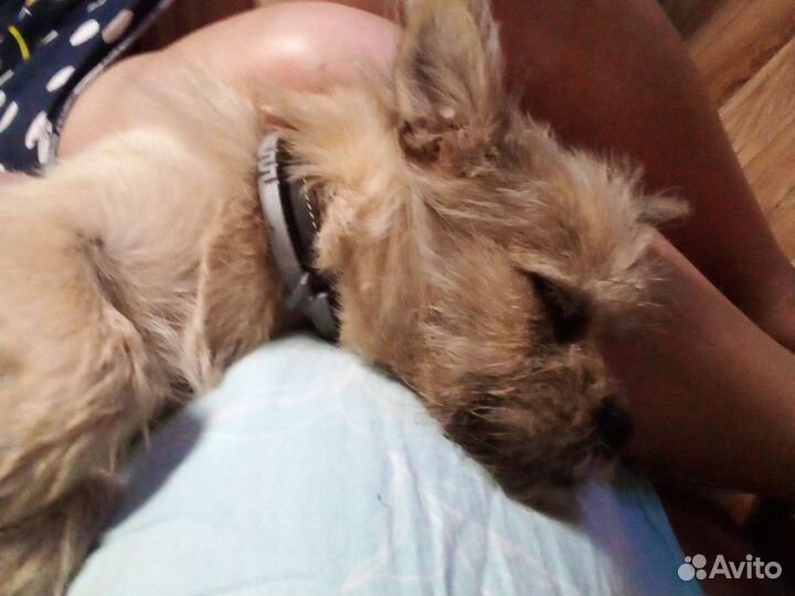 Керн терьер