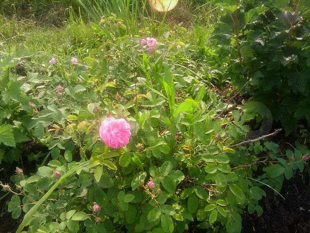 Участок 14 сот. (ИЖС)