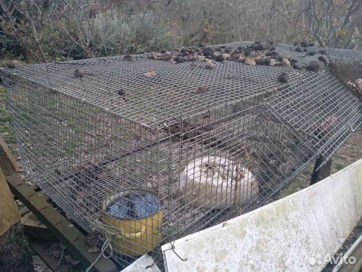 Клетка для кролика, кур, перепелов