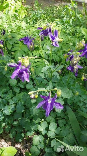 Аквилегия (водосборник)