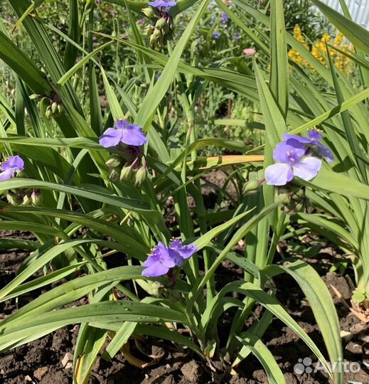 Традесканция садовая