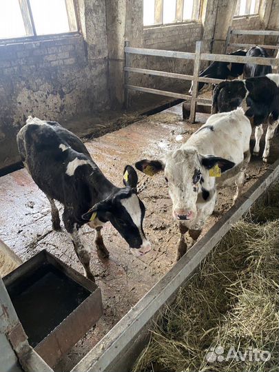 Бычки и телята