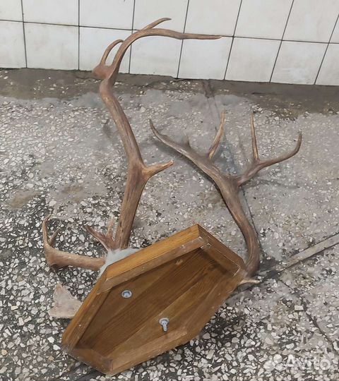 Рога оленя большие