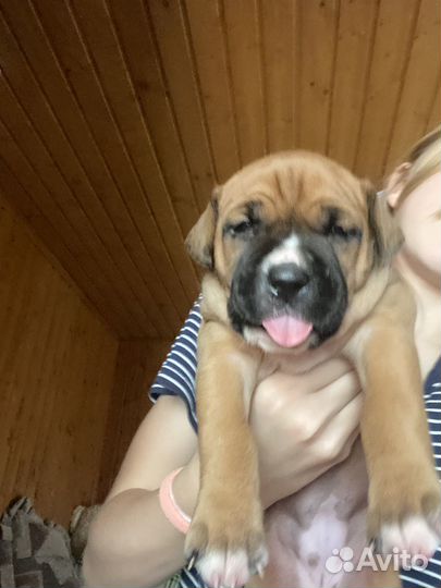 Щенки стафа