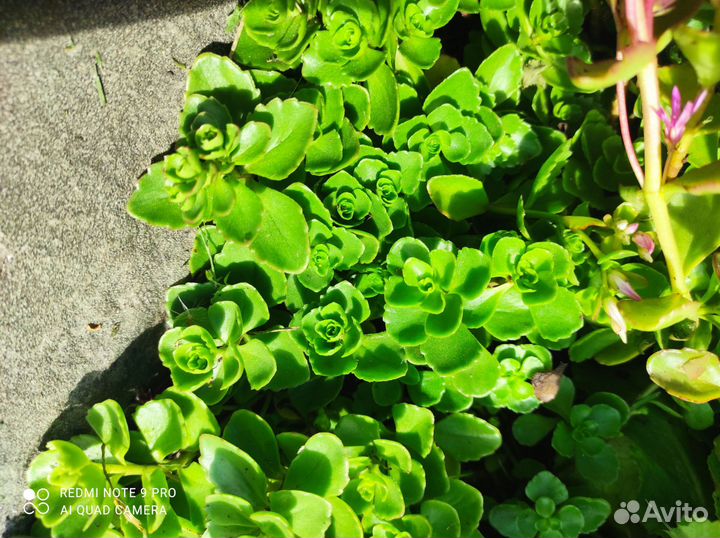 Каменная роза (молодило), очитки