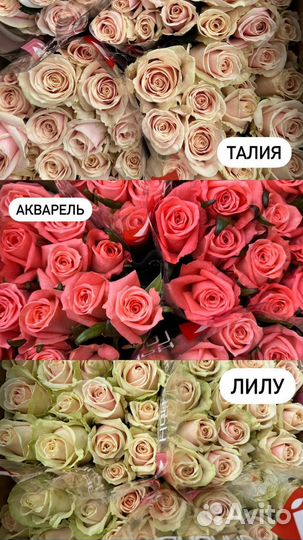 Оптовые розы качество Сочи