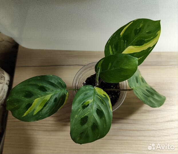 Маранта Бьюти ким