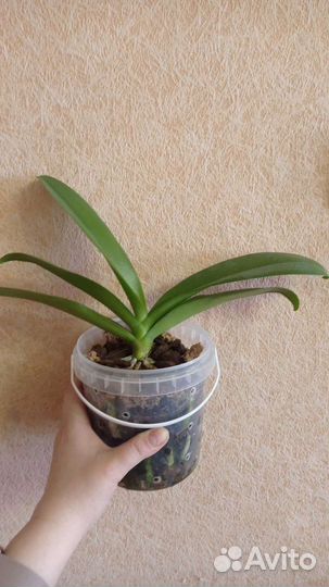 Орхидея фаленопсис Мики Сакура