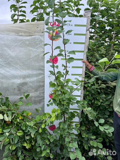 Саженцы Яблонь/Груш/Сливы/Виши/Малины/Смородины