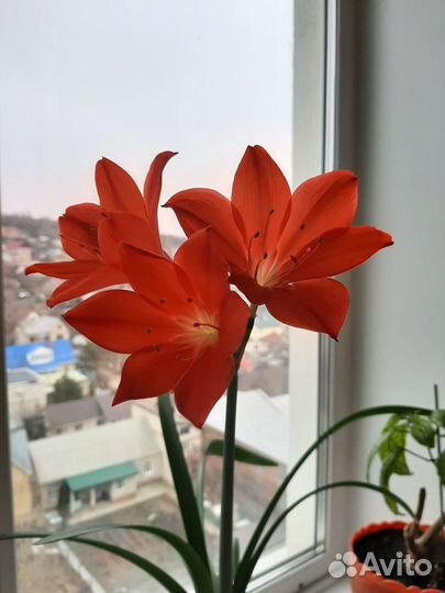 Цветы валотта