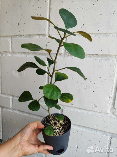 Фикус Голден Ливз