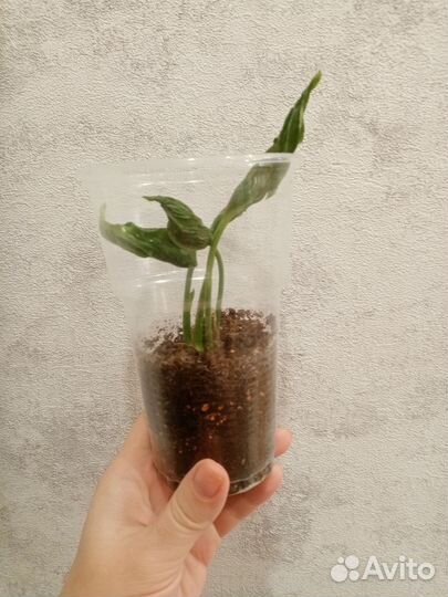 Сциндапсус годзилла