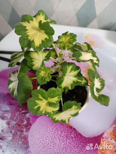 Пеларгония пестролистная в горшке