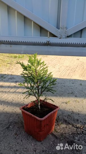 Можжевельник голубой 2 информация в описании