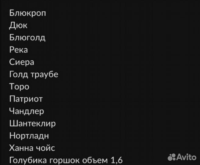 Саженцы голубики