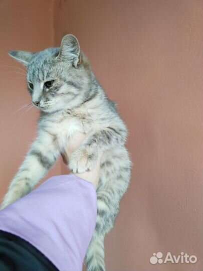 Кошка