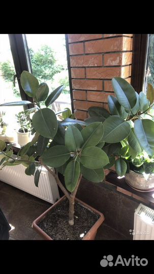 Фикусы Каучуконосные, взрослые растений