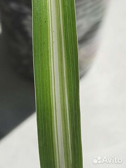 Хлорофитум Бонни