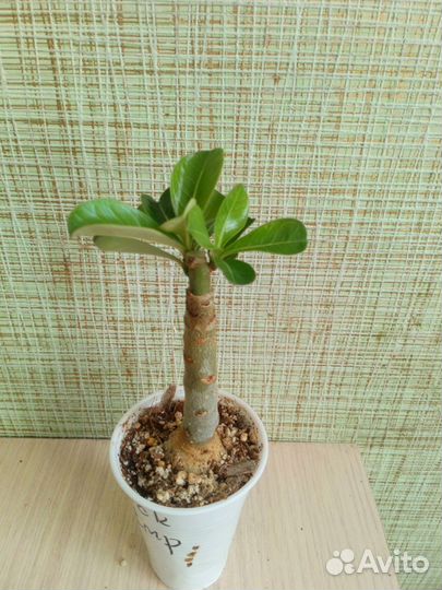 Адениум, прививки, черенки