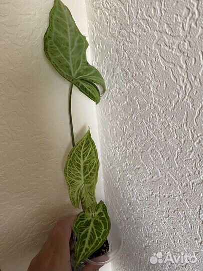 Антуриум Лилли Ред и разные комнатные