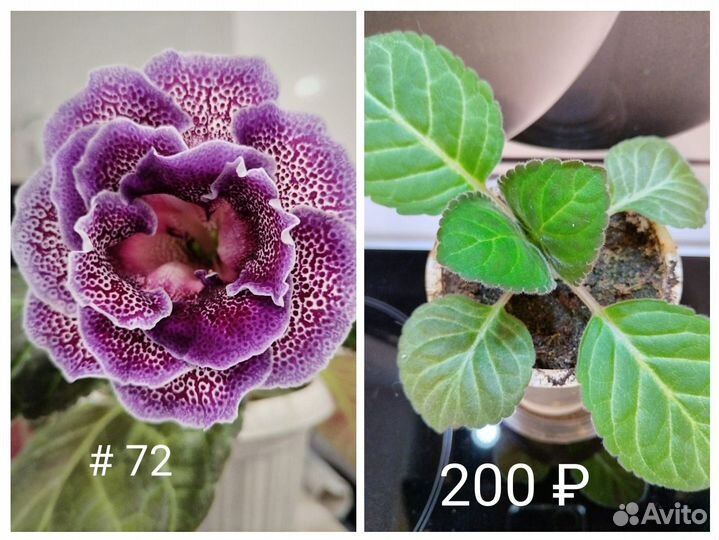 Кустики Глоксинии