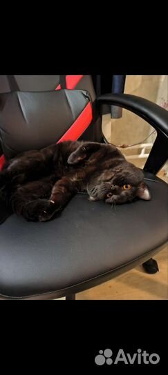 Котик в добрые руки