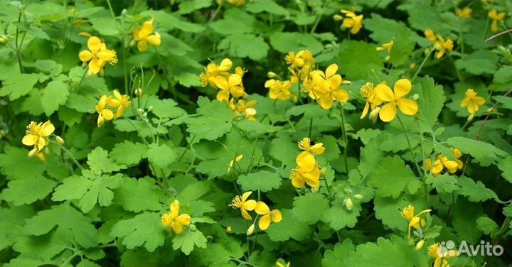 Сок из дикоросов. Крапива, лопух, сныть, одуванчик