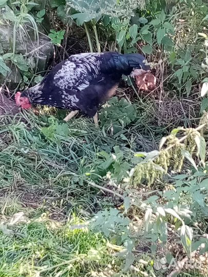 Продам молодых Петушков. Все цветные, разные