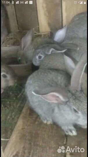 Кролики мясных пород