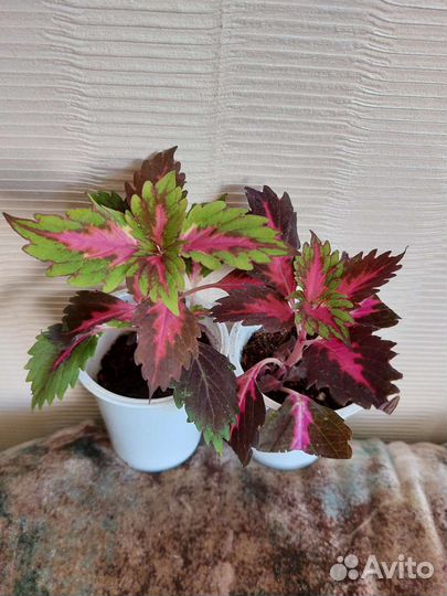 Колеусы вегетативные