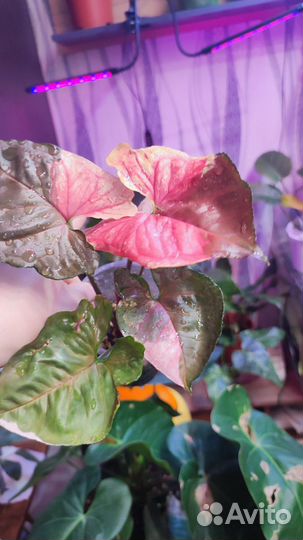 Сингониум клубничный лед galaxy