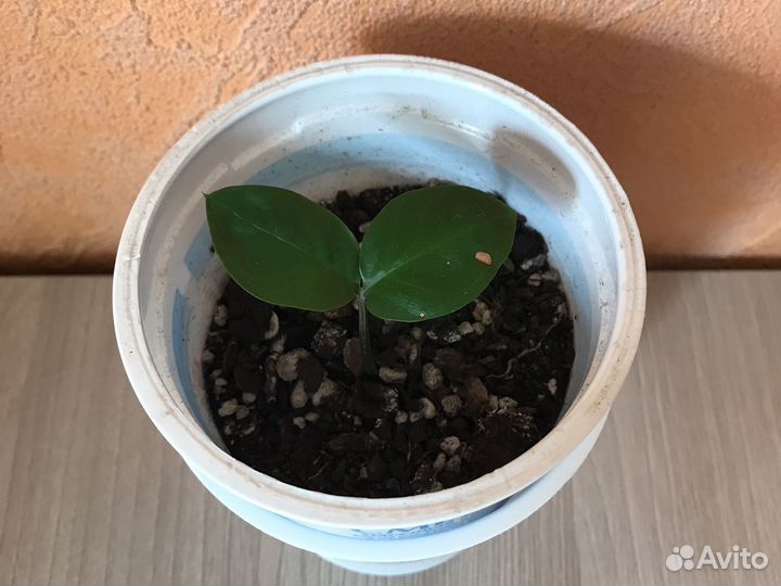 Замиокулькас