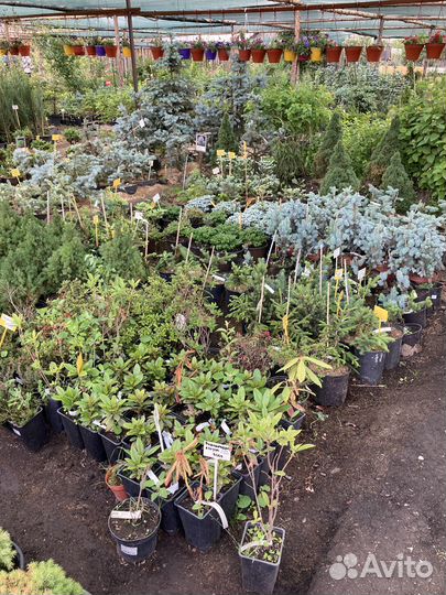 Ель Коника из питомника растений