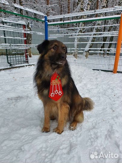 Собака-друг в хорошие руки