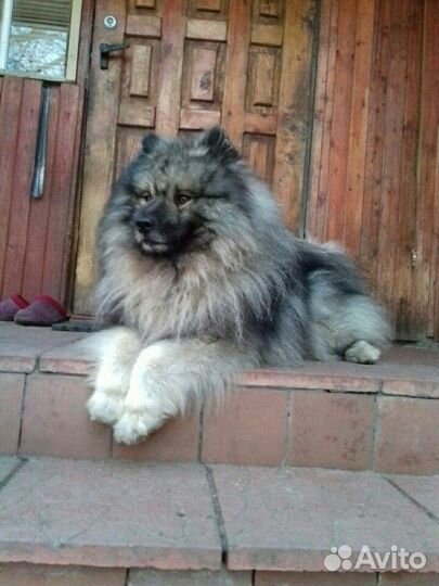 Вольфшпиц (кеесхонд) вязка