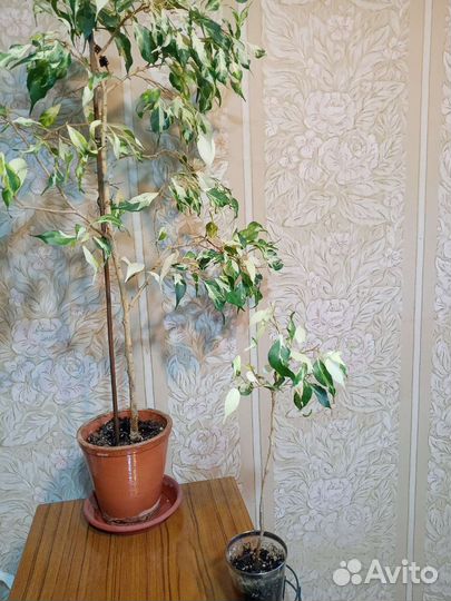 Фикус Кёрли, Делоникс, Жасмин Гранд Дюк и др