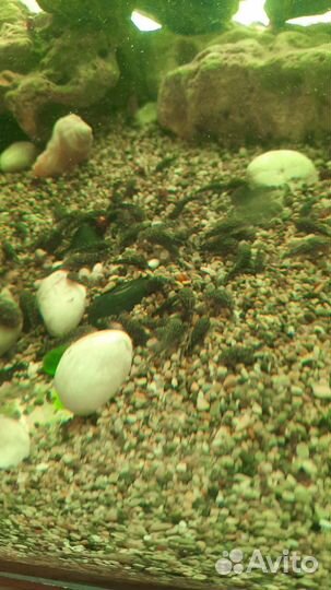 Малек сома анцитруса