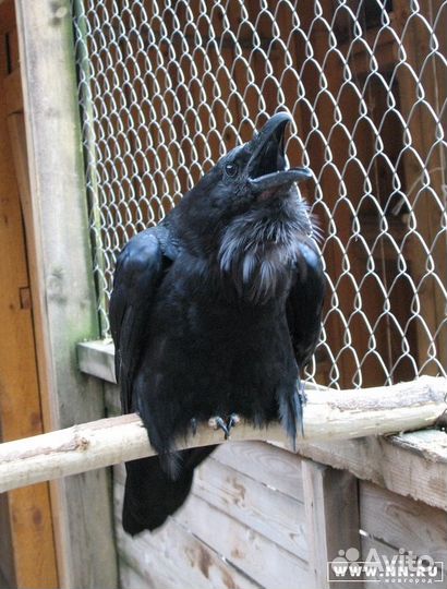 Вороны Чёрные ручные