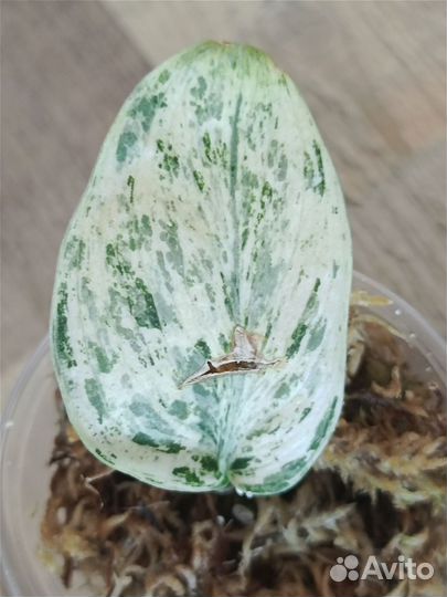 Сциндапсус Peasun