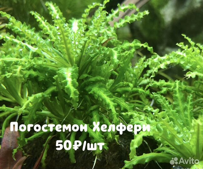 Аквариумные растения, креветки, Lily Pipe