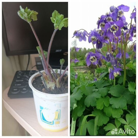 Многолетники для сада цветы