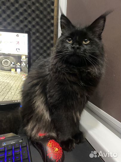 Котик ищет кошечку