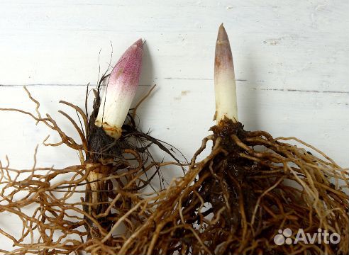 Ландыши, ирисы, астры многолетние кустарниковые