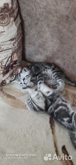 Шотландские котята