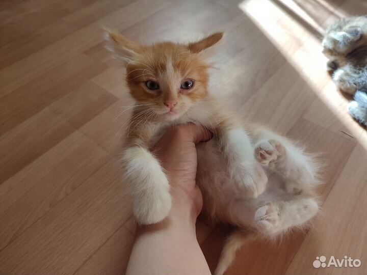 Котята в добрые руки бесплатно