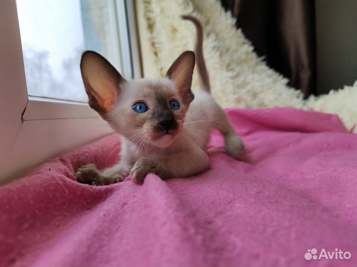 Ориентальные котята